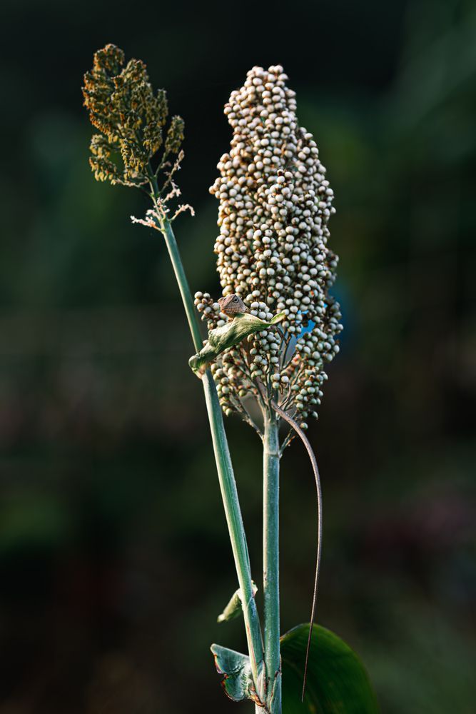 Photograph by Mian Chau