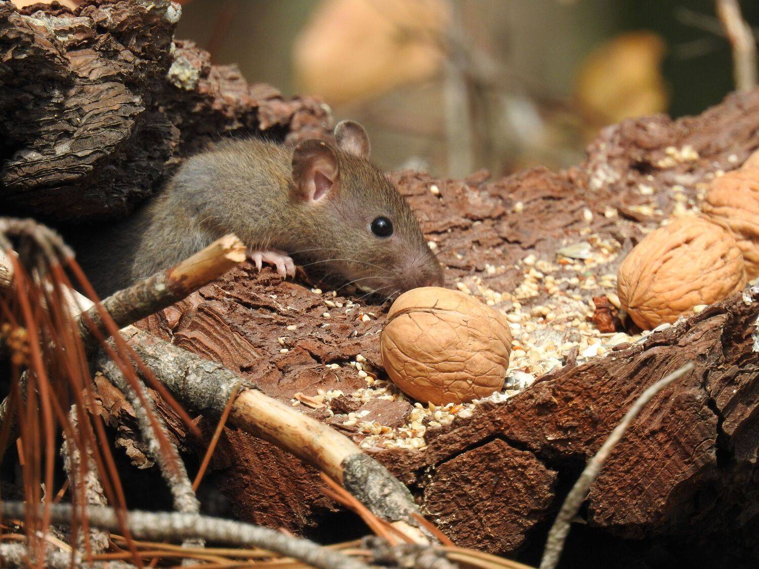 Mouse