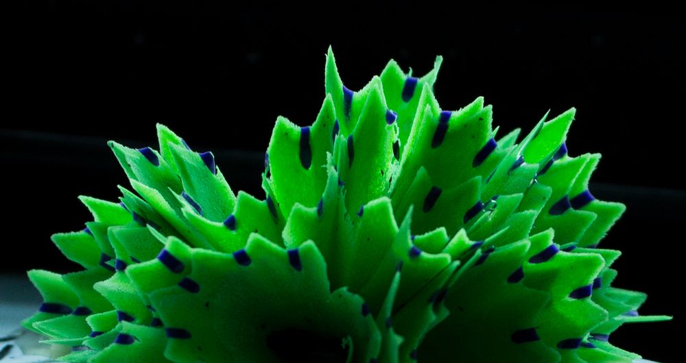 Pensilvaria viridis