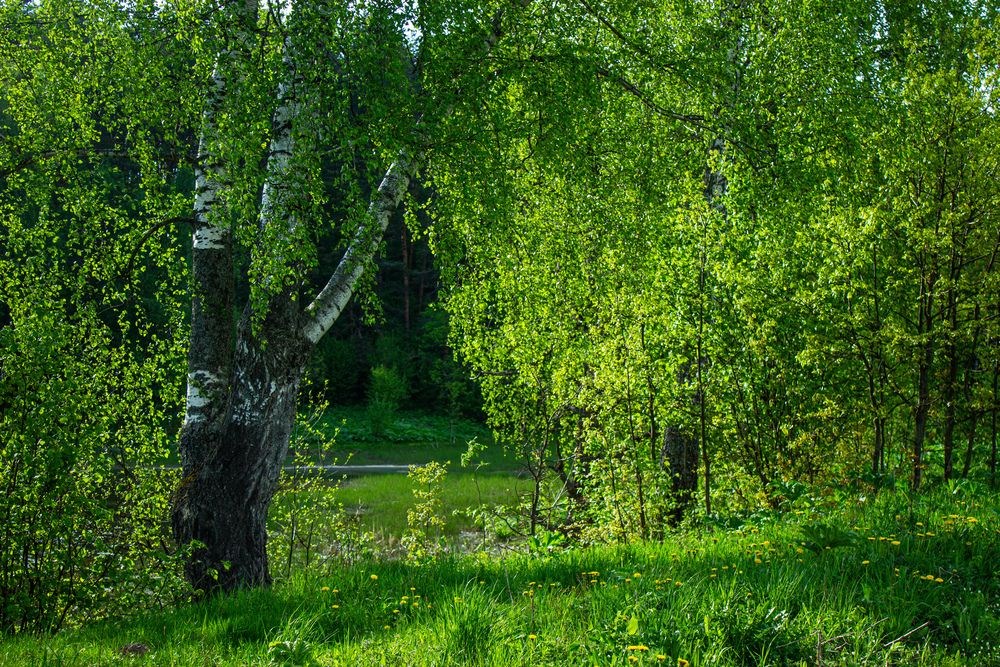 Photograph by Неизвестный С Останкино