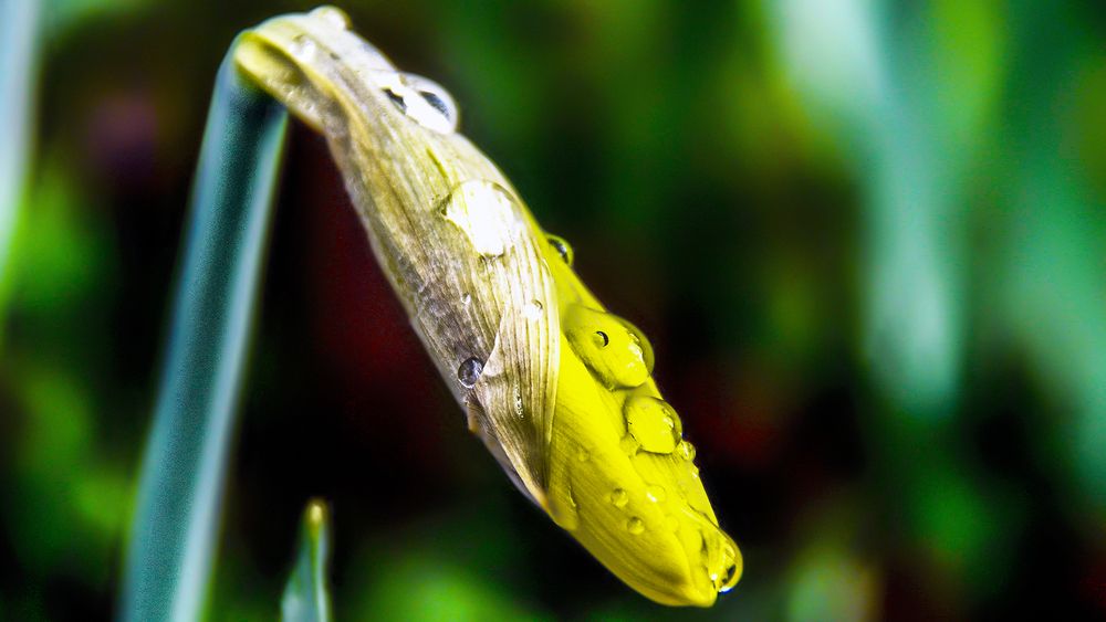 Photograph by Oleksandr Podust