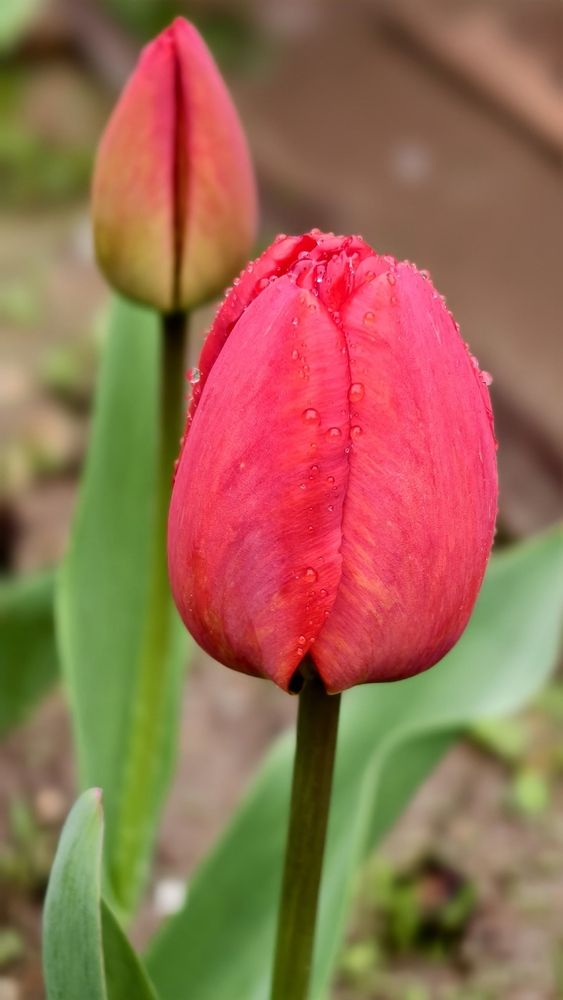 Photograph by Елена Оборник