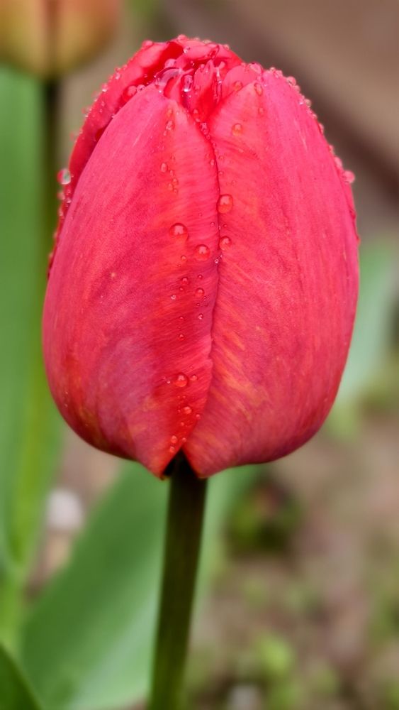 Photograph by Елена Оборник