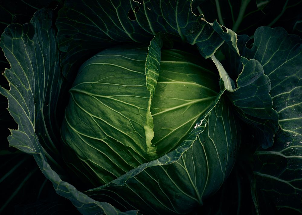 Cabbage