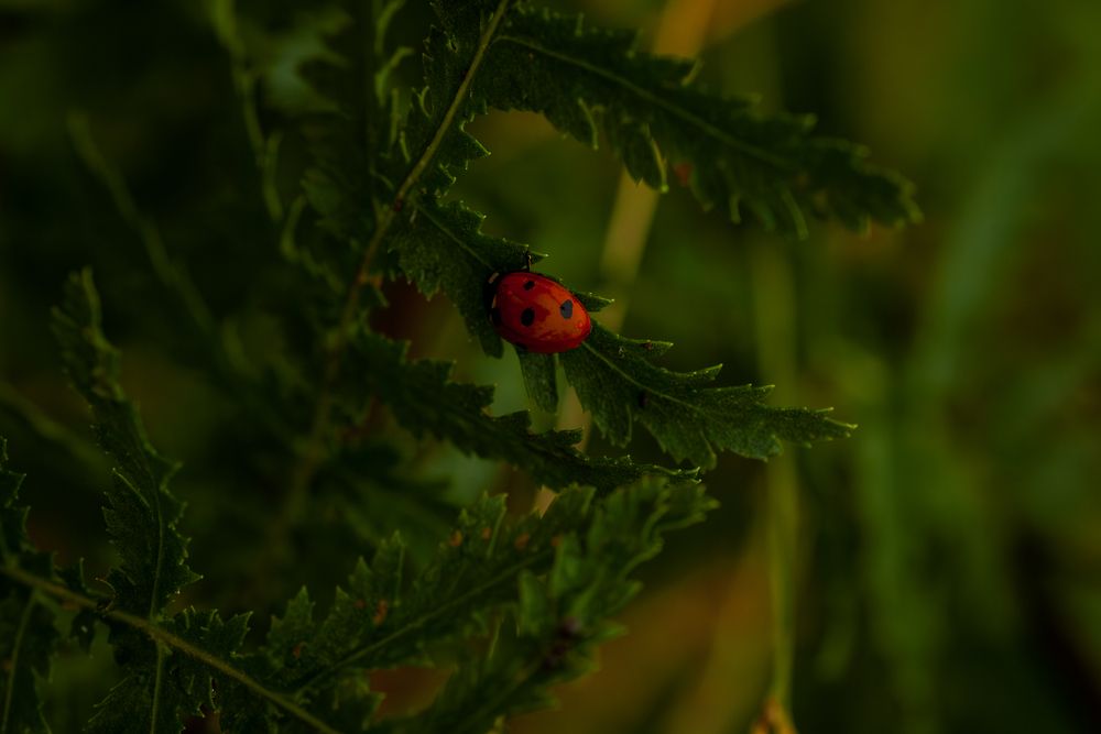 Photograph by Lebedeva Vasilisa