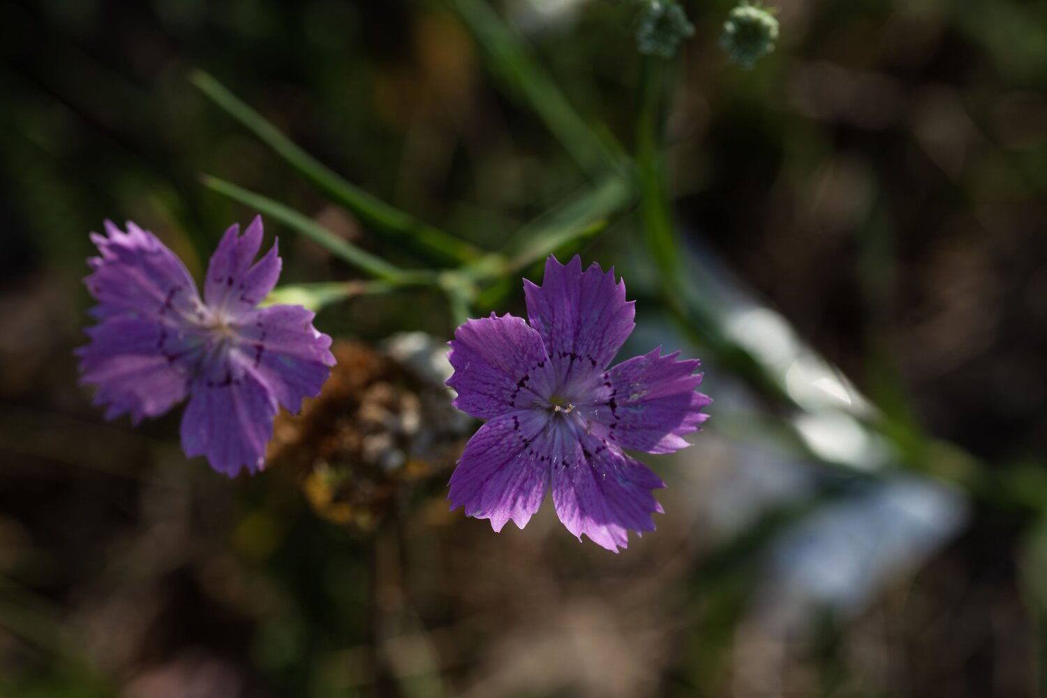 Photo #13597814