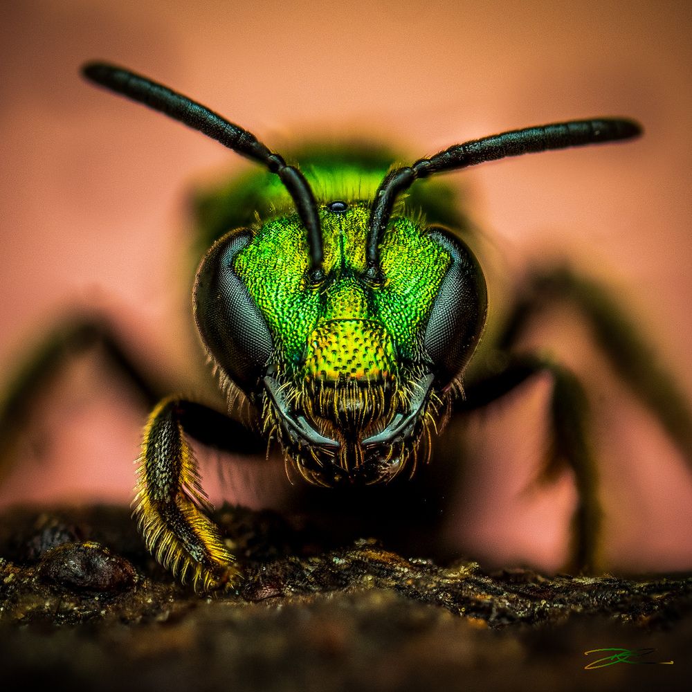 Photograph by Derek Moorse