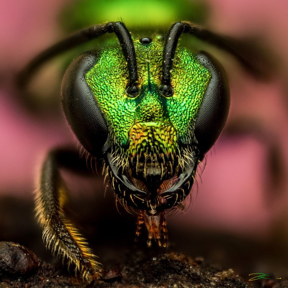 Photograph by Derek Moorse