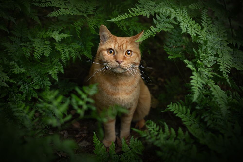 Photograph by Noel Lakeman-Strijdonk