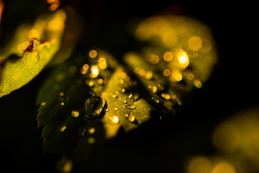 Photo #13597885