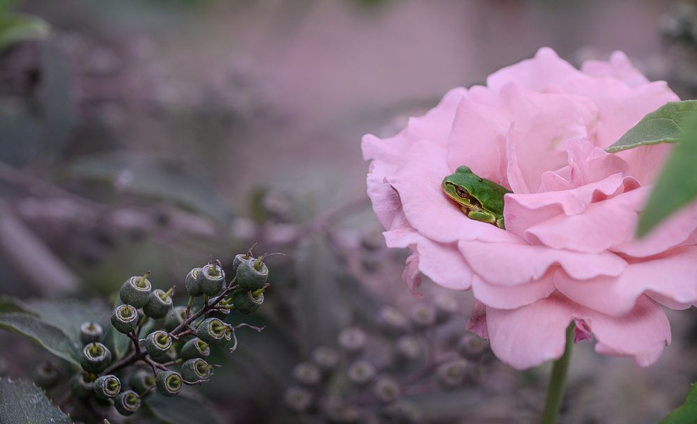 Dream in Rose bed