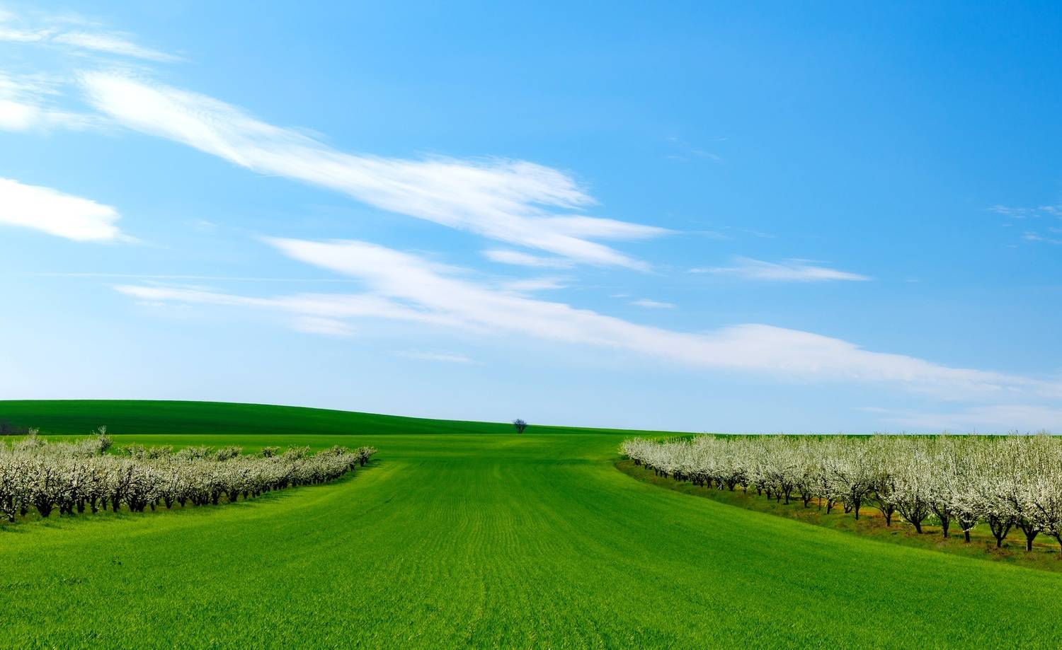 Green horizon