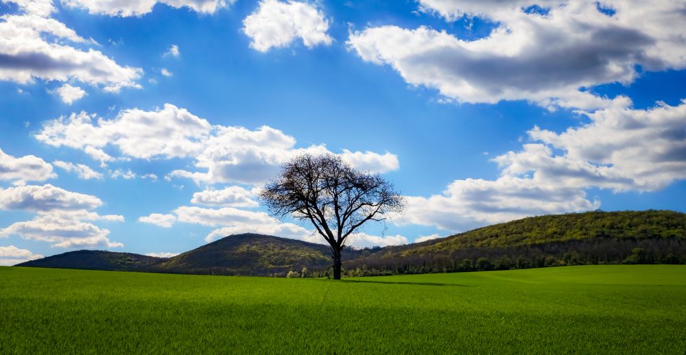 The lonely tree