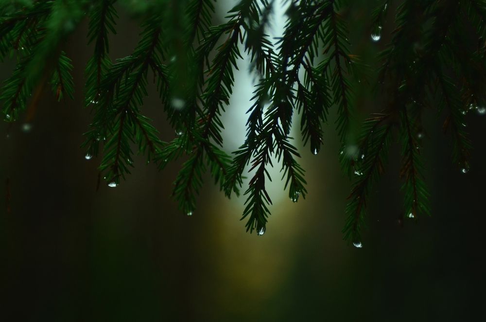 Photograph by Россоловская Евгения