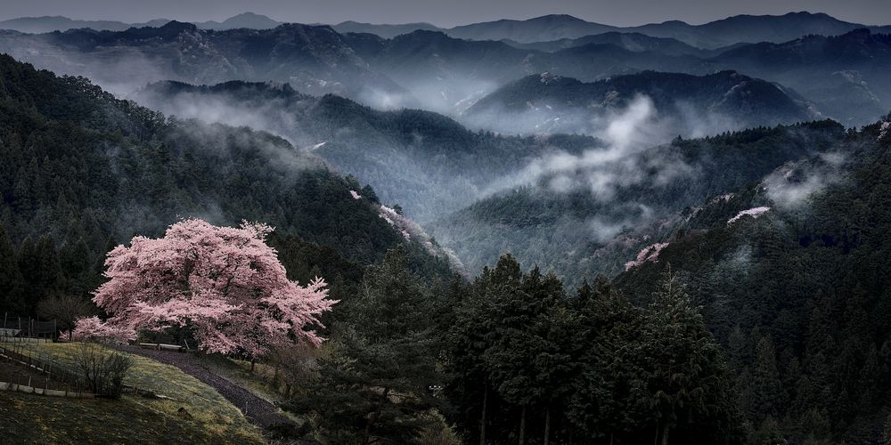 Sakura Sakura in the Mist