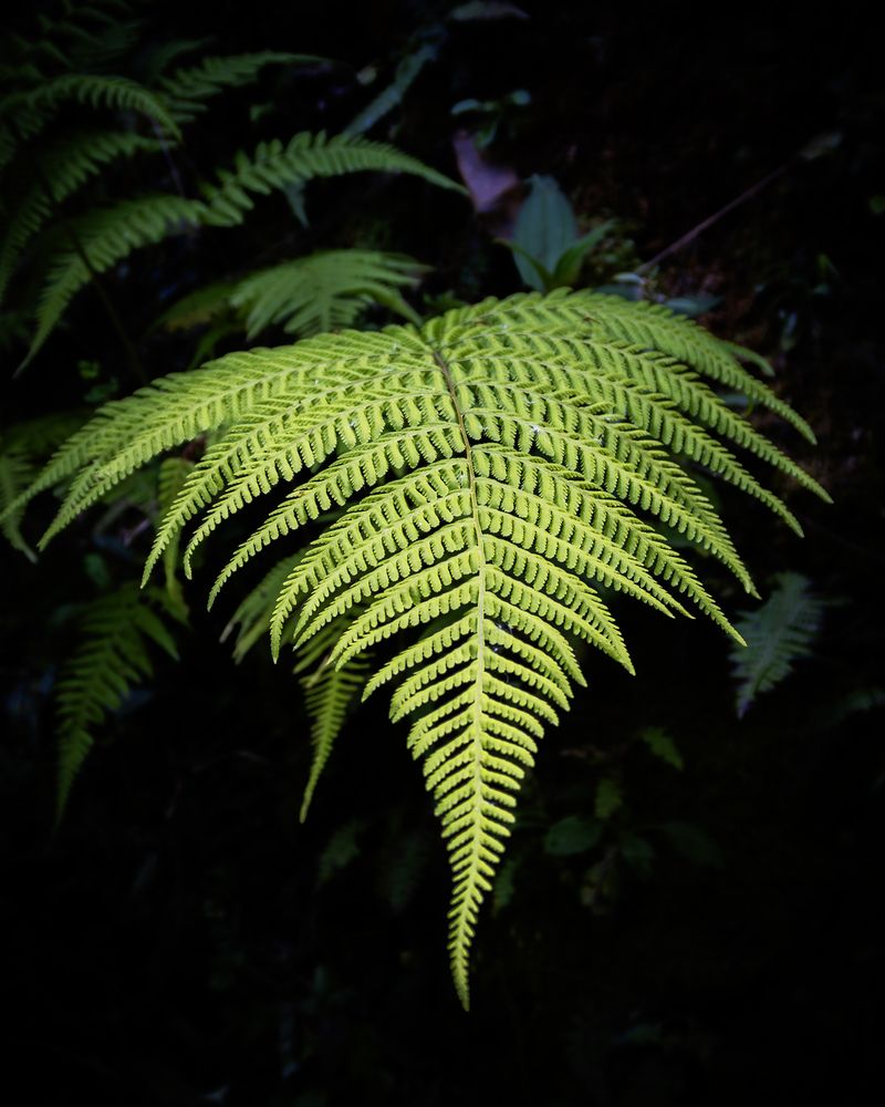 Photograph by CARLOS KIFFER