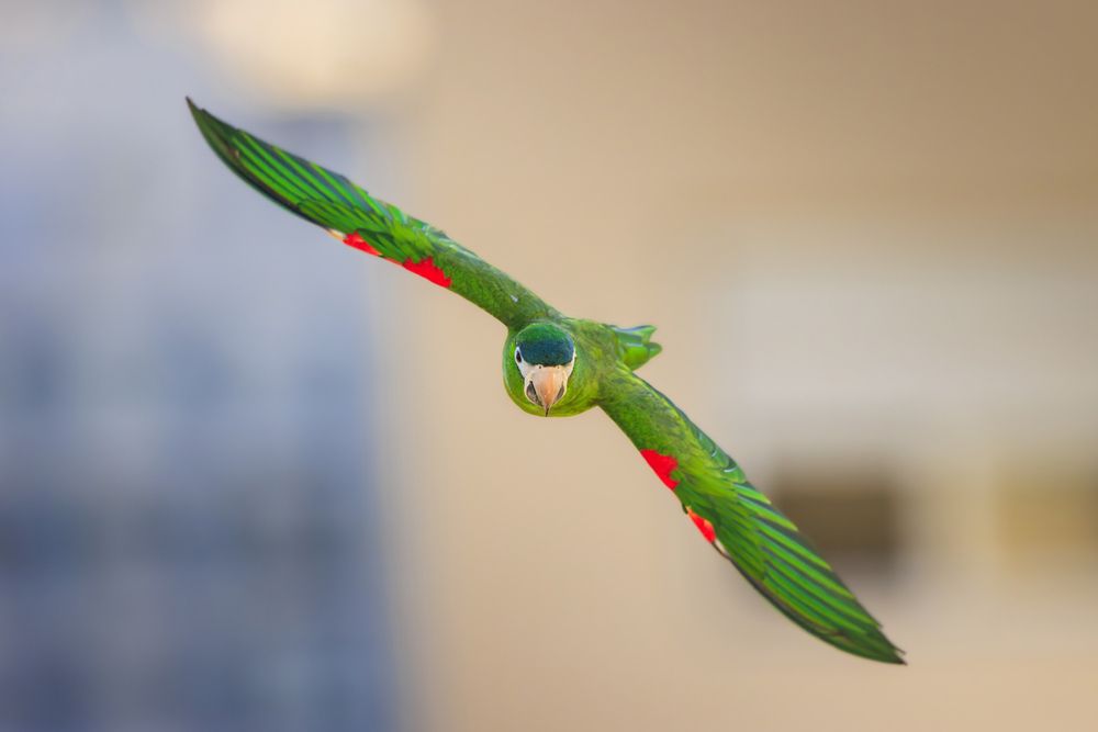Air master