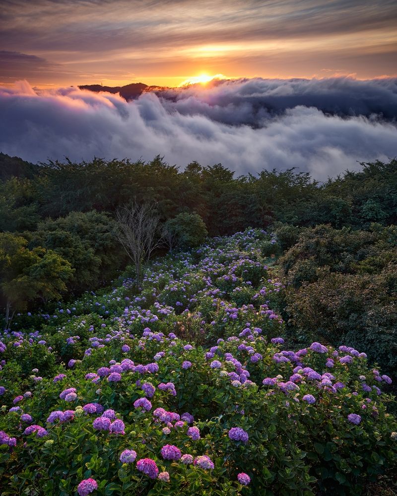 Sky Garden