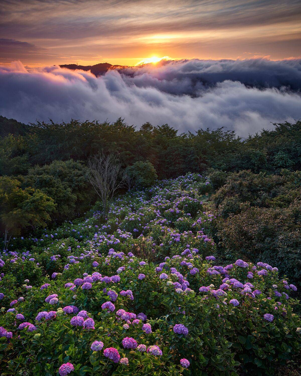 Sky Garden