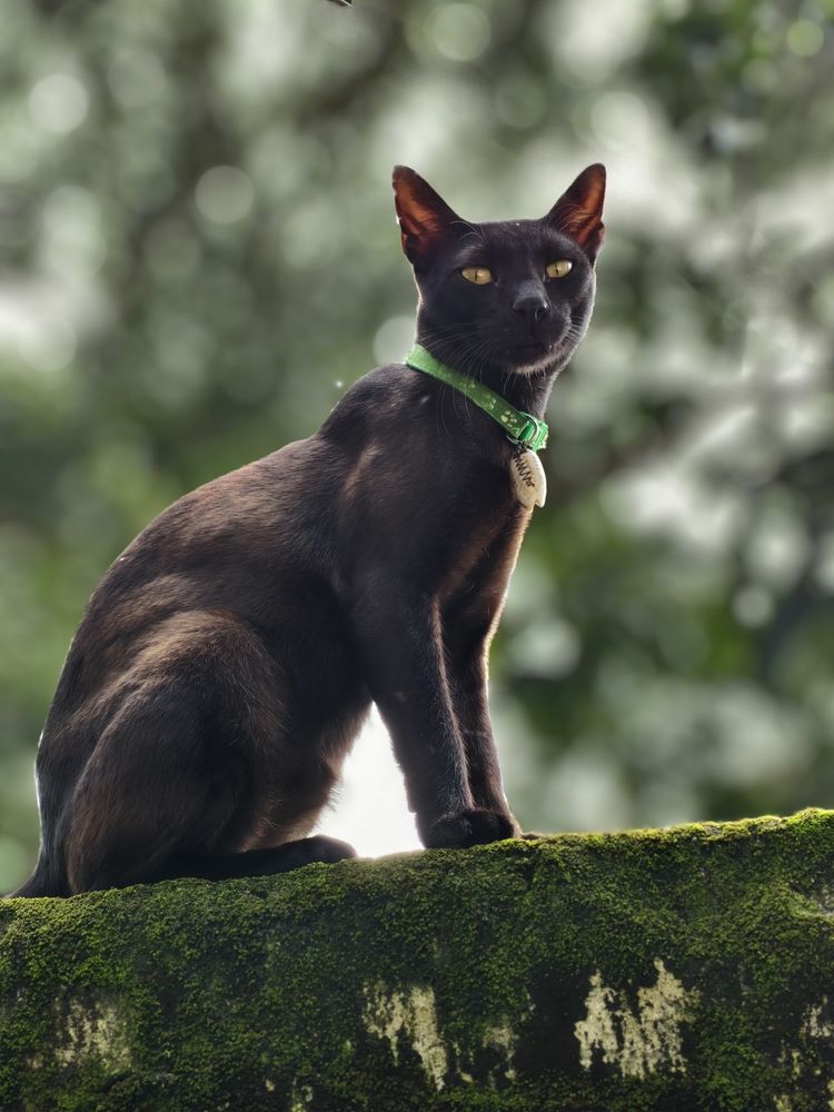 Black Cat