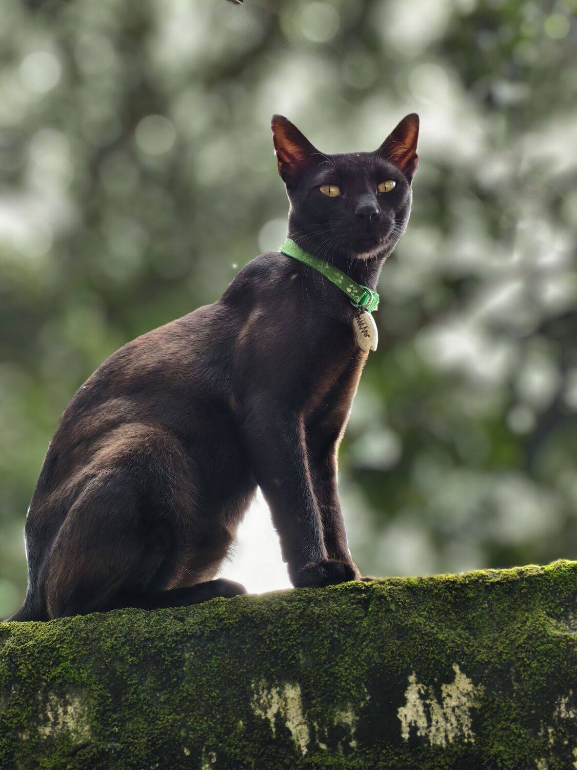 Black Cat