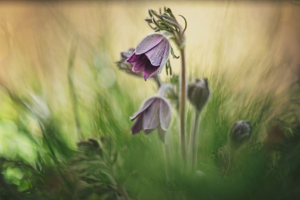 A Tender Unfolding