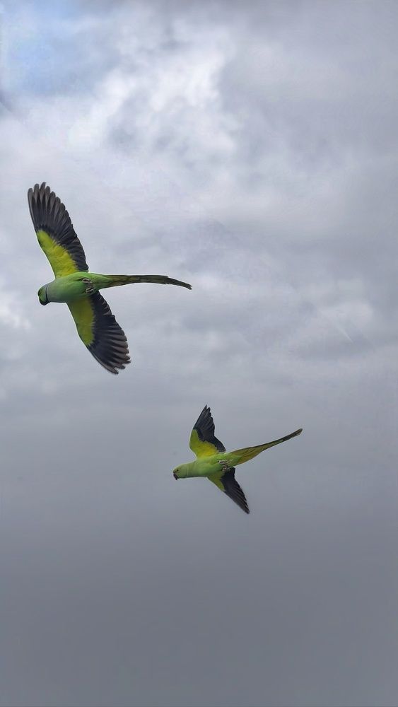 Flying birds in action