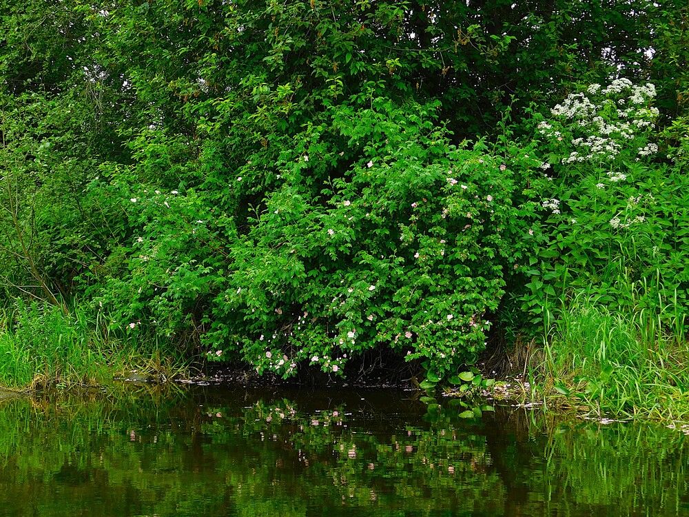Photograph by Чкареули Светлана