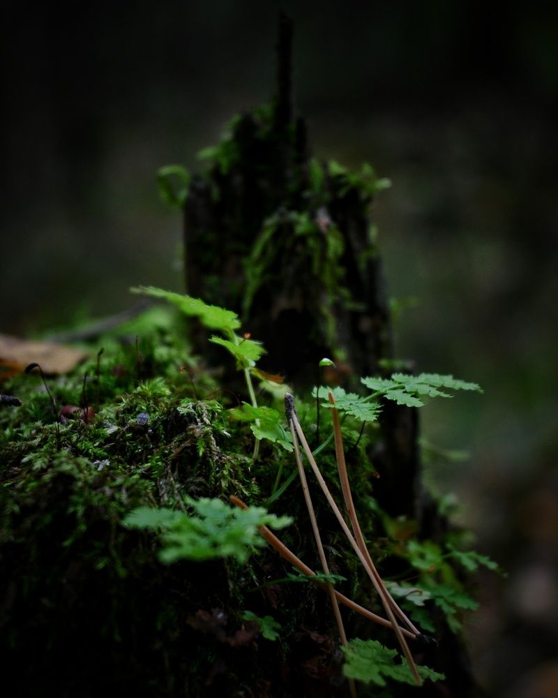 Photograph by Даниил Пузаков