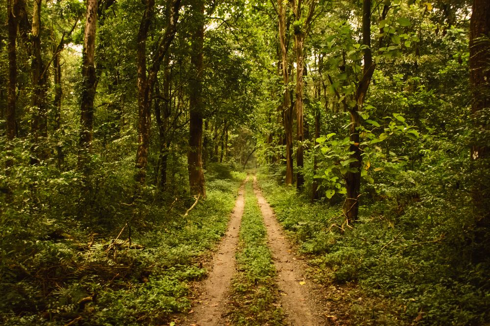 Photograph by Saikat Singha