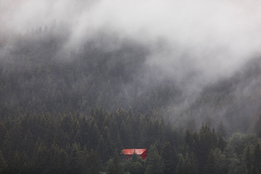 RED ROOF INTO THE GREEN WILD