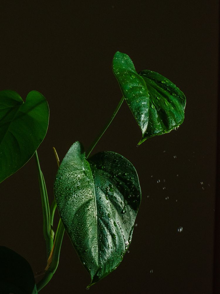 Photograph by Оксана Бевзюк