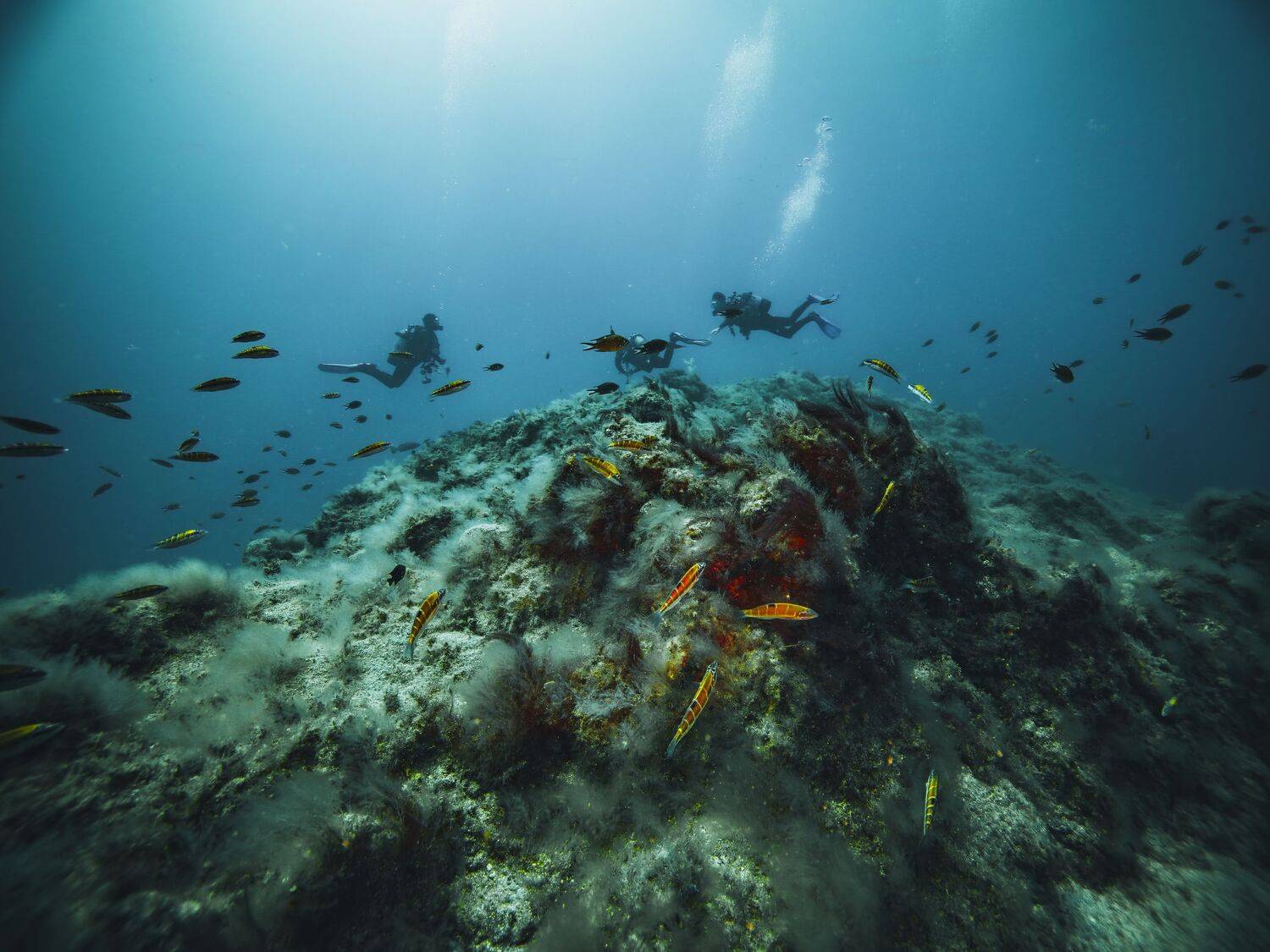 Sealife of Fuerteventura