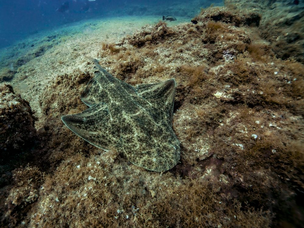 Angel shark