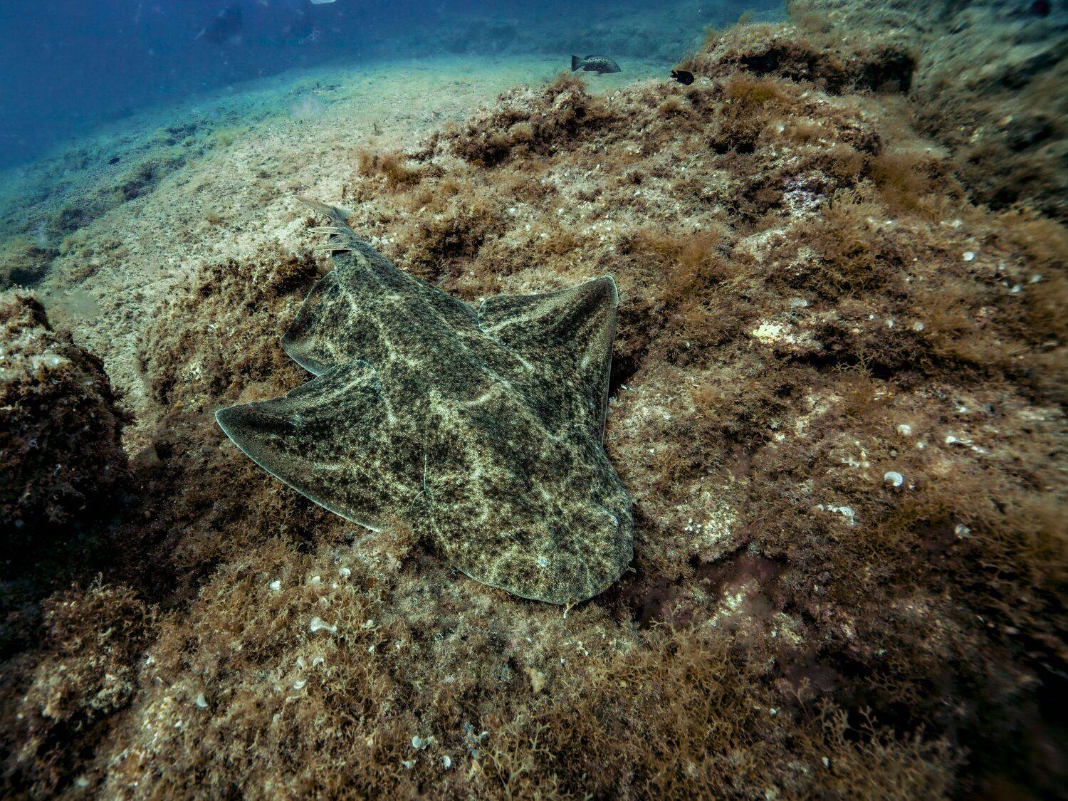 Angel shark