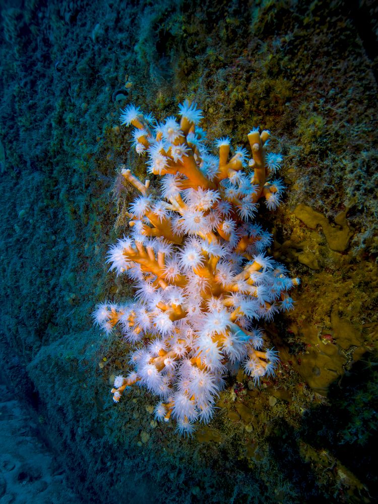 Orange corals