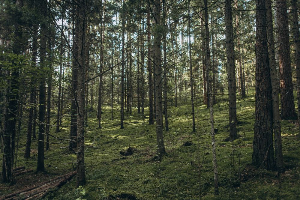 Photograph by Елена Копылова