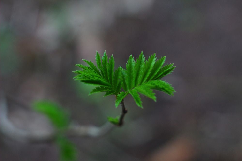 Photograph by Елена Наленч