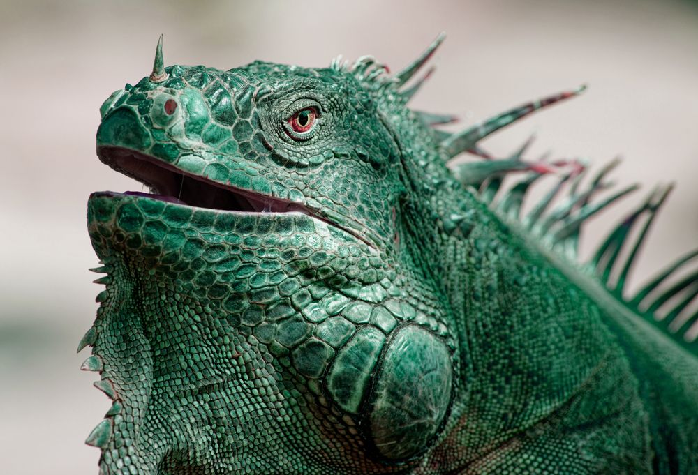 Photograph by Henry Cukier