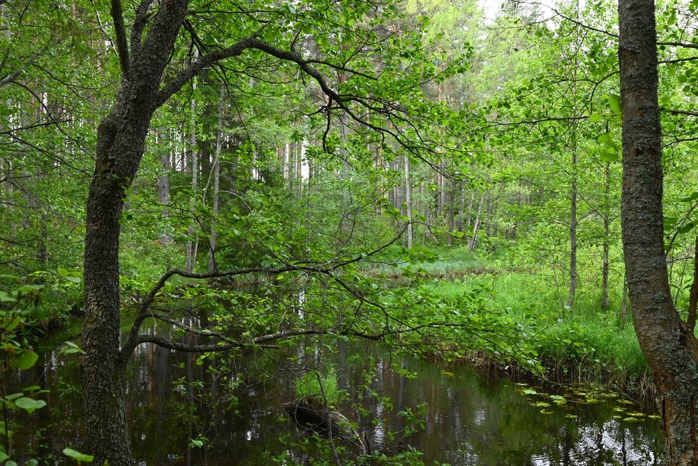 Photograph by Шеремет Олег