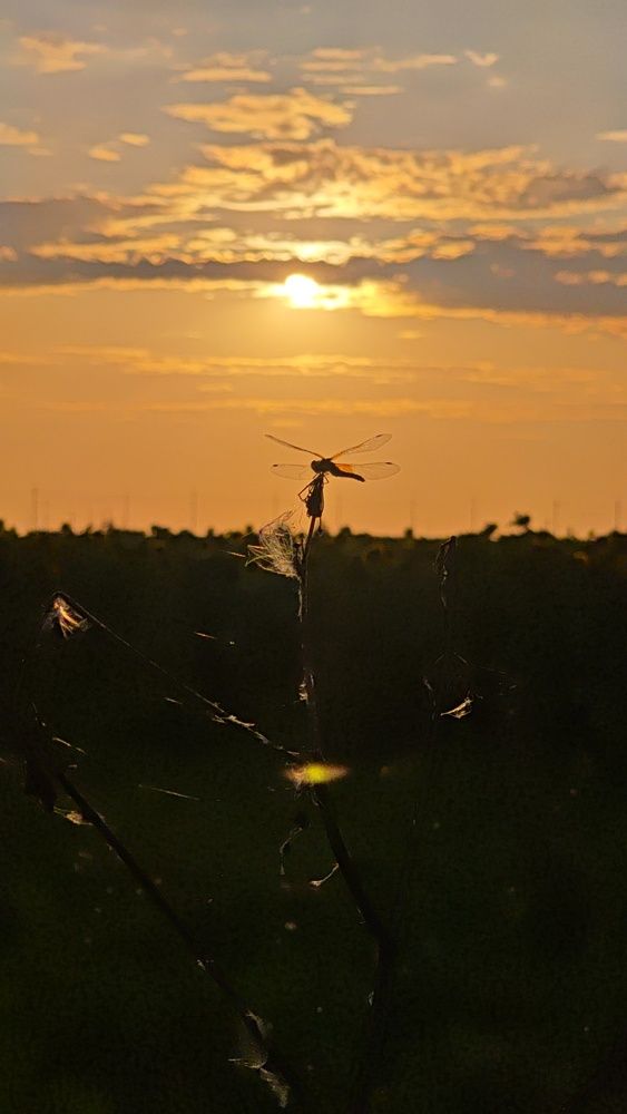 Photograph by Наталья Силантьева