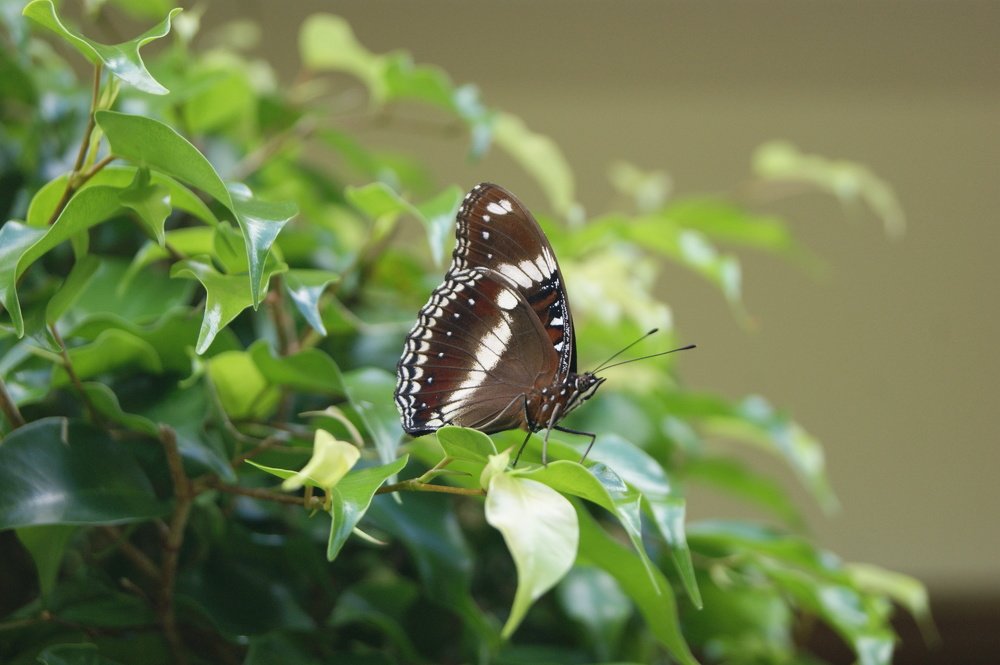 Бабочка в чёрном