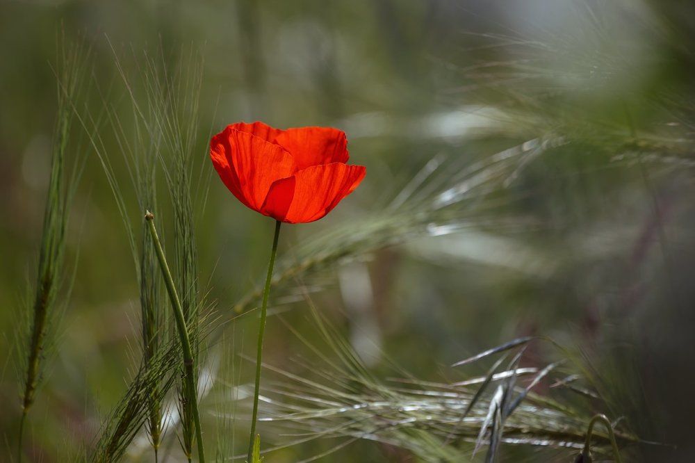 Затерявшийся в степной траве