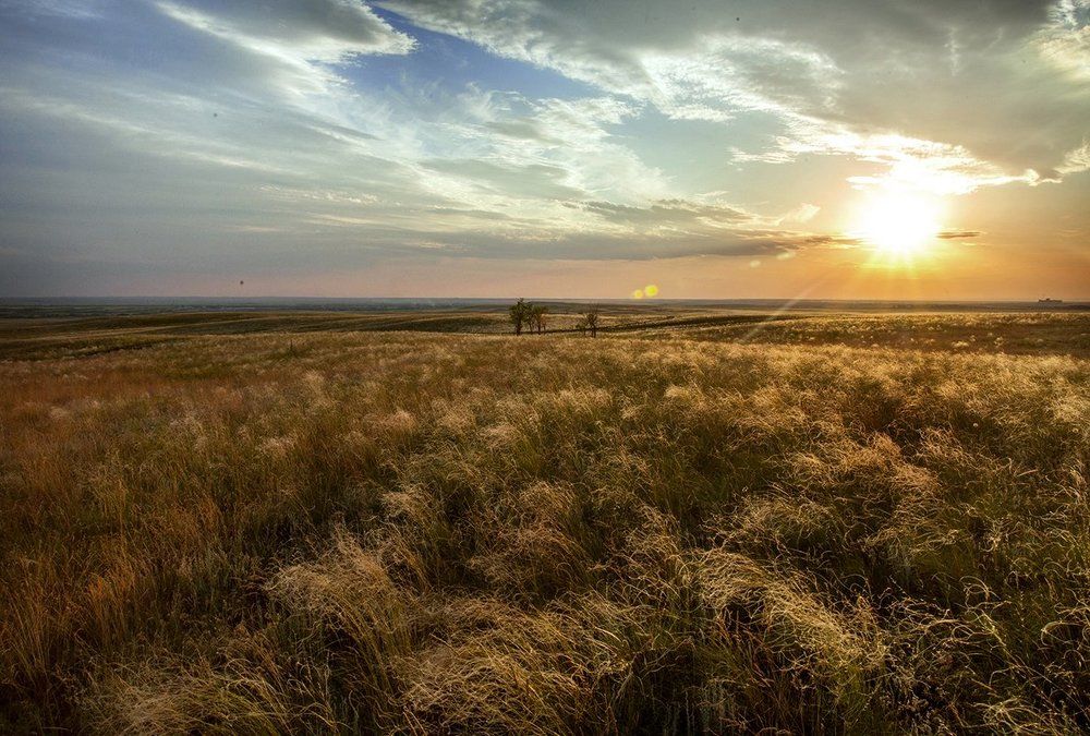 Степь ковыльная