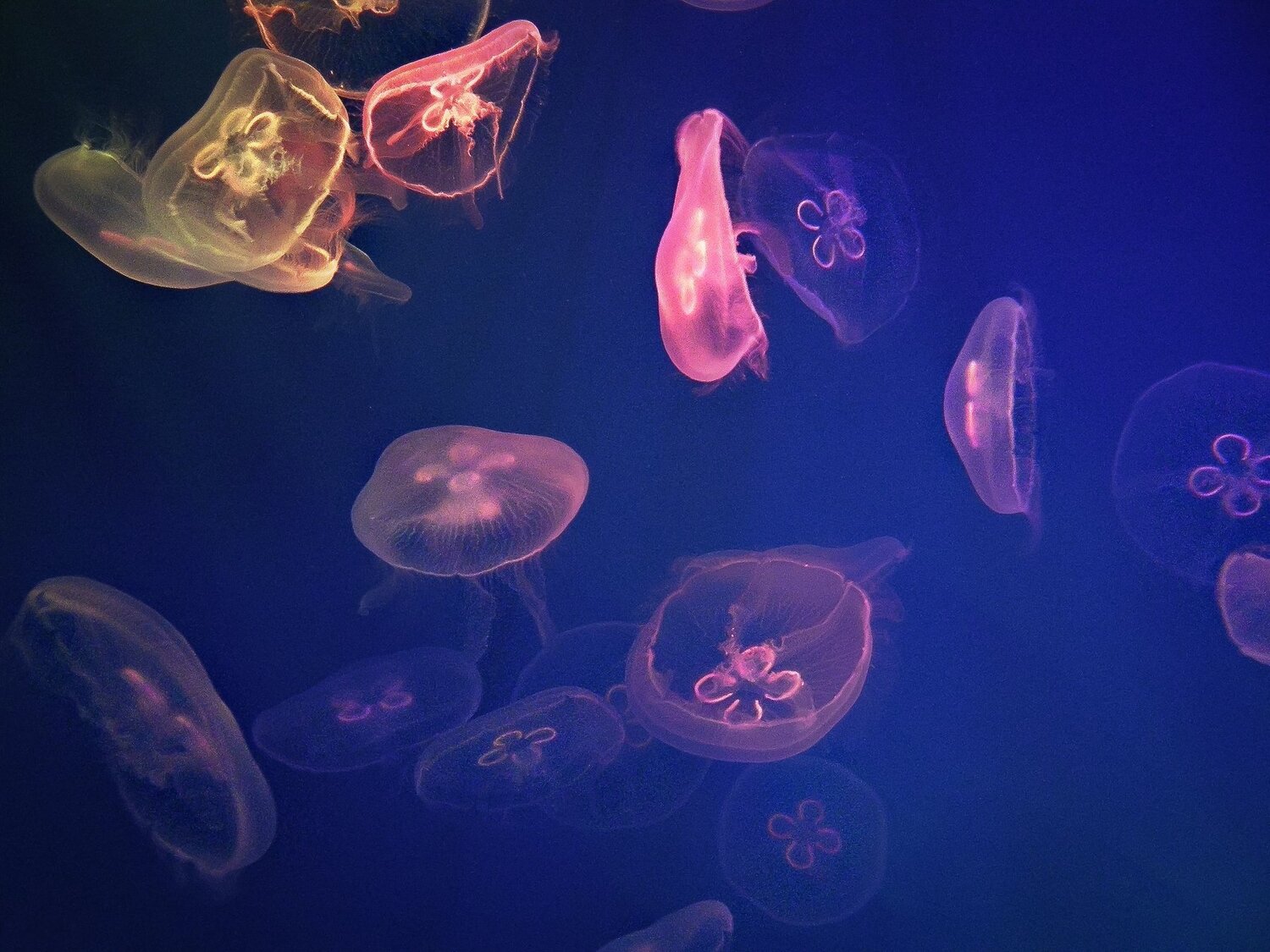 Jellyfish