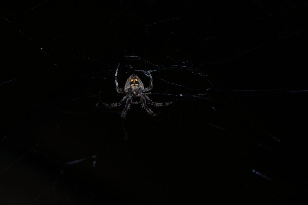 little spidy !