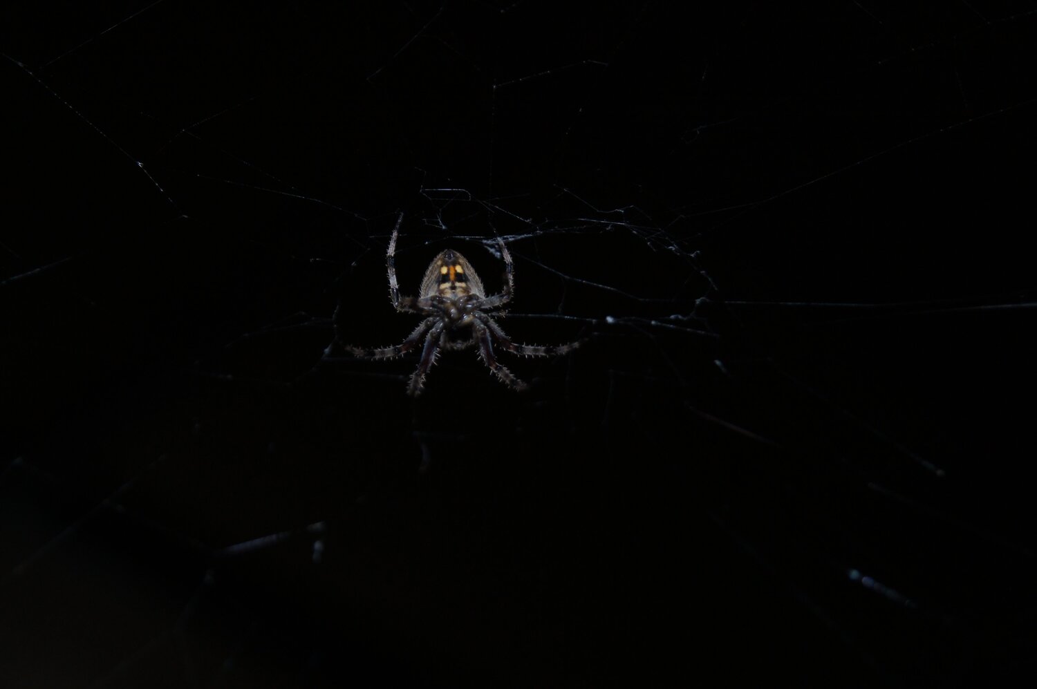 little spidy !