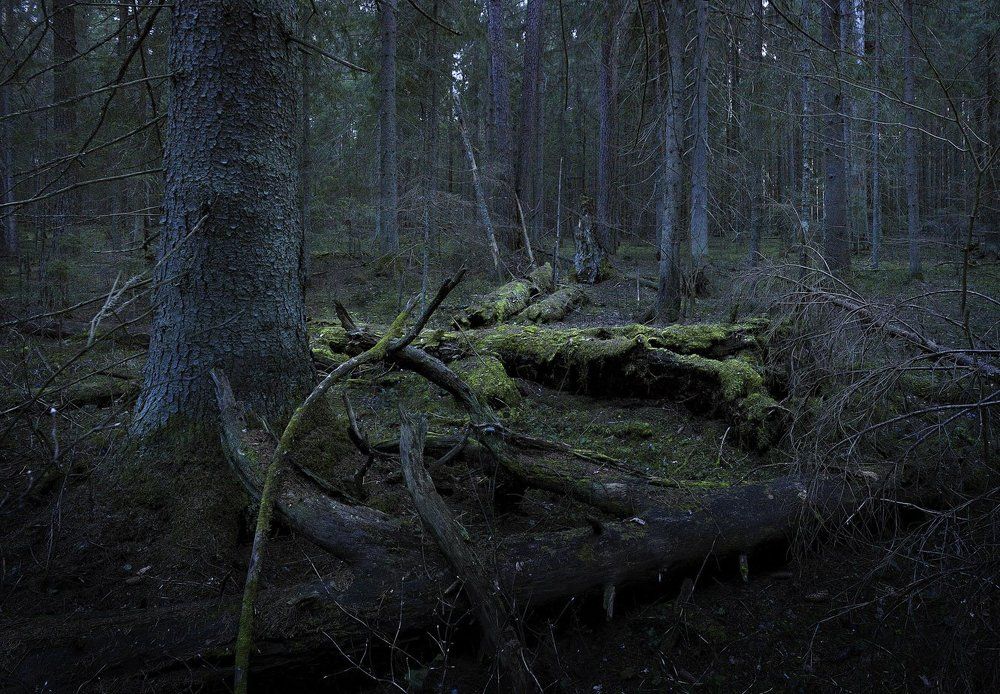 А мне опять приснился крокодил зеленый...