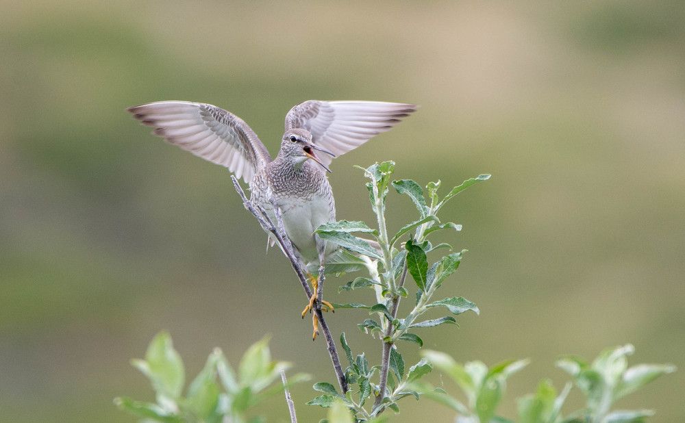 Сибирский пепельный улит