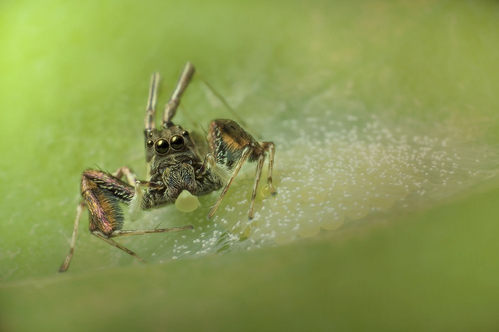 Jumping Spider